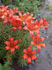 Lilium maculatum