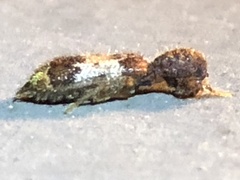 Pelonium leucophaeum
