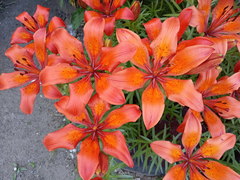 Lilium maculatum