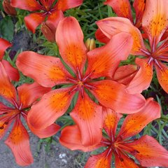 Lilium maculatum
