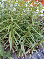 Lilium maculatum