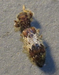Pelonium leucophaeum