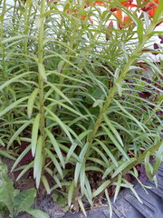 Lilium maculatum