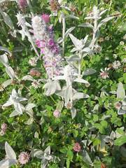Stachys byzantina