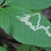 Phytomyza aralivora - Photo 由 Joanne Muis Redwood 所上傳的 (c) Joanne Muis Redwood，保留部份權利CC BY-NC
