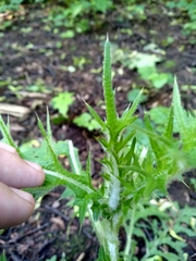 Cirsium vulgare