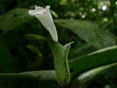 Ruellia leonardiana