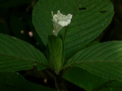 Ruellia leonardiana
