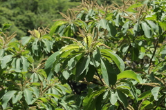 Terminalia macrostachya