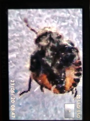 Cimex lectularius