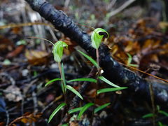 Pterostylis brumalis