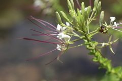 Cleome spinosa