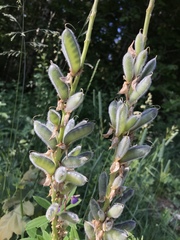 Lupinus polyphyllus