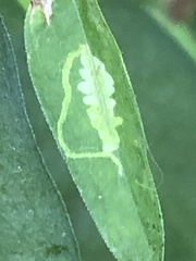 Calycomyza promissa