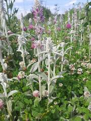 Stachys byzantina