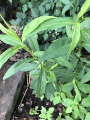 Calycomyza promissa