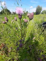 Cirsium arvense