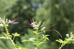 Cleome spinosa
