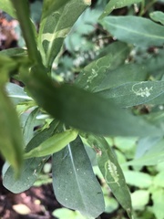 Calycomyza promissa