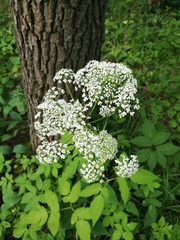 Aegopodium podagraria