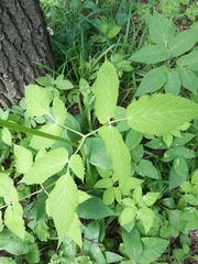 Aegopodium podagraria