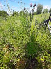 Cirsium arvense