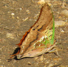 Charaxes candiope