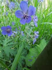 Geranium pratense