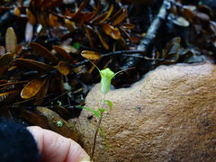 Pterostylis brumalis
