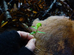 Pterostylis brumalis