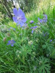 Geranium pratense