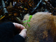 Pterostylis brumalis