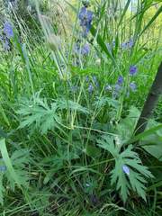 Geranium pratense