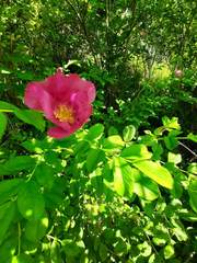 Rosa rugosa