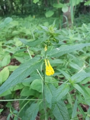 Melampyrum nemorosum