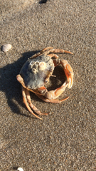 Liocarcinus holsatus