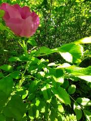 Rosa rugosa