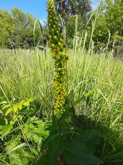 Verbascum nigrum