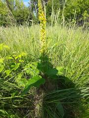 Verbascum nigrum