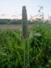 Phleum pratense