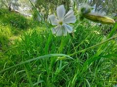 Silene latifolia