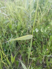Phleum pratense