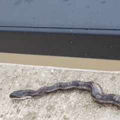 Pantherophis obsoletus