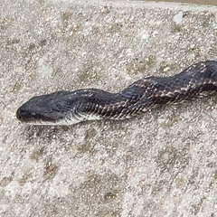 Pantherophis obsoletus