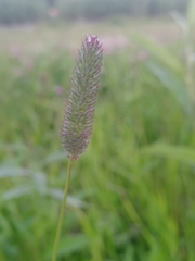 Phleum pratense