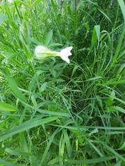 Silene latifolia