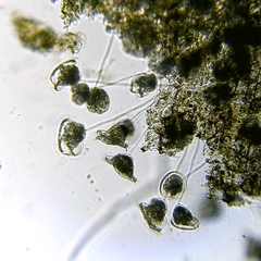 Vorticella campanula