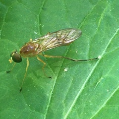 Ptecticus trivittatus