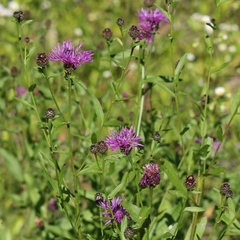 Centaurea nigrescens transalpina