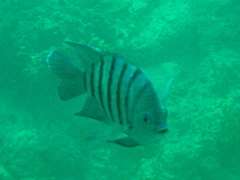 Abudefduf bengalensis